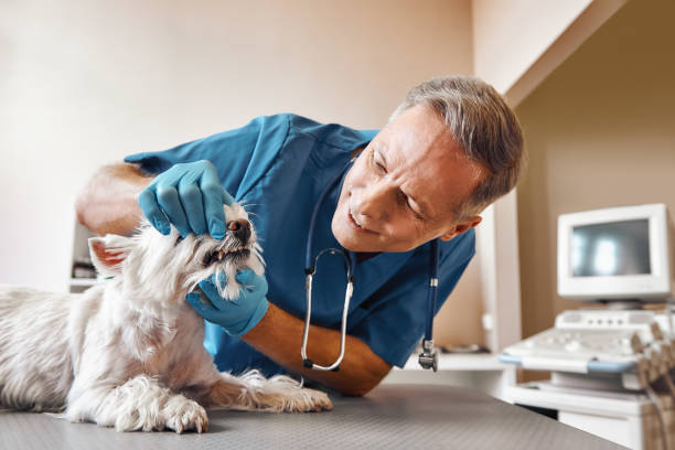 Best Emergency Dental Services for Seniors in Cana, VA